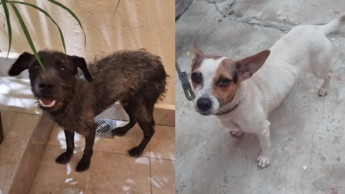 Perritos extraviados en año nuevo